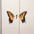 Brand New Eyes