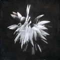 New Morning