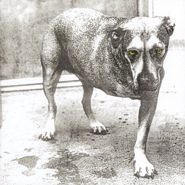 Dirt & Jar Of Flies & Greatest Hits & Unplugged & Nothing Safe: Best Of The Box & Facelift & Alice In Chains