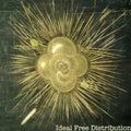 Ideal Free Distribution - Ideal Free Distribution - Music CD
