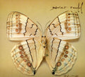 Rudd,xavier - White Moth - Music CD