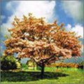 You Hitoto - Hana Mizuki - Music CD Single