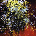 Higuchi,hisato - Butterfly Horse Street - Music CD