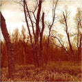 Northwoods Improvisers - Branches - Music CD