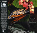 Mori,ikue - Class Insecta - Music CD