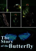 Story Of The Butterfly - Story Of The Butterfly - DVD