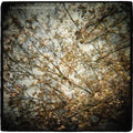 Horse Feathers - Thistled Spring - Music CD