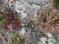 Fursaxa - Mycorrhizae Realm - Music CD