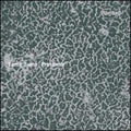 Sumo,tama / Prosumer - Rarified - Vinyl Record