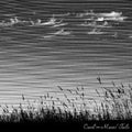 Cavil - Mares Tails - Vinyl Record