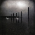 Om - Conference of the Birds [LP]