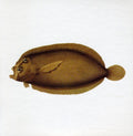 Blue Water White Death - Blue Water White Death - Music CD