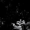 Mamiffer/oakeather - Split - Vinyl Record