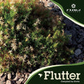Flutter - Flutter - Music CD