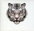 Bearsuit - Phantom Forest - Music CD