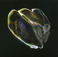 Trago,tom - Iris - Music CD