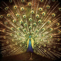 Difranco,ani - Which Side Are You On - Music CD
