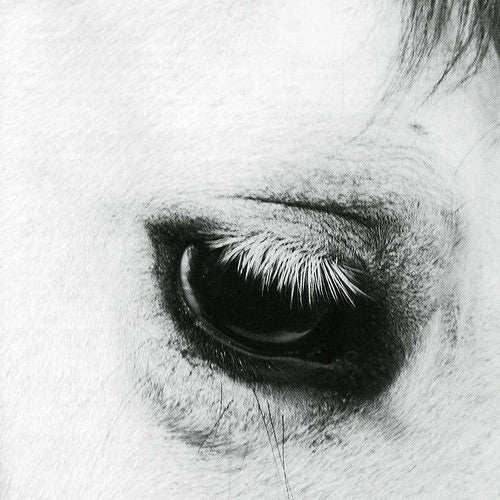 Creepoid - Horse Heaven - Music CD