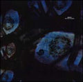 Reboot - Beautiful Parasite - Vinyl Record