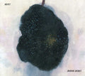 Holmes - Burning Bridges - Music CD