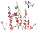 Solsolspringwind - Spring Has Come - Music CD