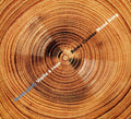 Couvez,remy - Wood Song - Music CD