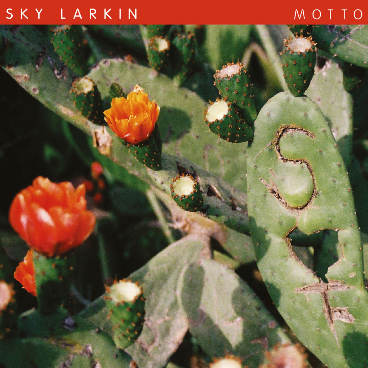 Sky Larkin - Motto Vinyl Record