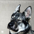 Animal Trainer / Storig,bjorn - Animal Trainer Vs Bjorn Storig - Vinyl Record