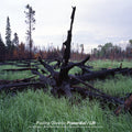 Oliveros,pauline - Primordial / Lift - Vinyl Record