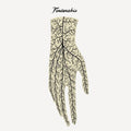 Fontarabie - Fontarabie - Vinyl Record