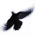 Blueneck - Fallen Host - Music CD