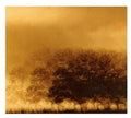 Infinite Light - Infinite Light - Music CD