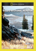 Yellowstone Winter - Yellowstone Winter - DVD