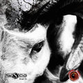 Echo,nico S - Head On - Music CD