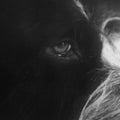 Krause,panthera - Yorikke - Vinyl Record
