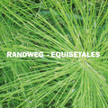 Randweg - Equisetales - Vinyl Record