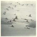 Snow Ghosts - & The World Was Gone - Vinyl Record