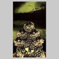 Solari Indio - Perfume De La Tempestad - Music CD