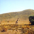 Yozoh - We Are Just Lying Like A Line - Music CD Single