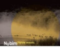 Nubim - Yellow Woods - Music CD