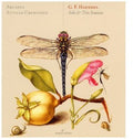 Haendel / Arcadia / Cremonesi - Solo & Trio Sonatas - Music CD