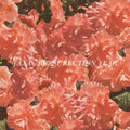 Taxa - Resurrection Year - Vinyl Record