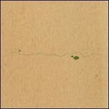 Deupree,taylor - Shoals - Vinyl Record