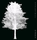Papertree - Nappy - Music CD