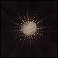 In the Hollows [LP] Vinyl Record