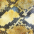 Amazing Snakeheads - Amphetamine Ballads - Music CD