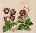 Zamboni - Sonatas For Lute - Music CD