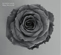 Budding Rose - Where Were Ye All - Music CD