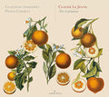 Le Jeune / Ansermet / Cherici - Airs Et Psaumes - Music CD