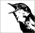 Nightingale Variations / Various - Nightingale Variations / Various - Music CD